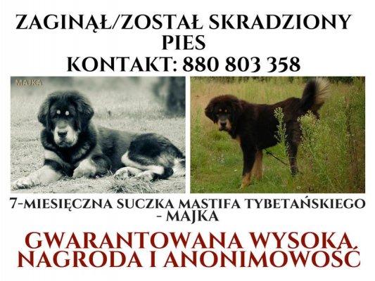 Pilne! Poszukiwana suczka rasy mastif tybetański
