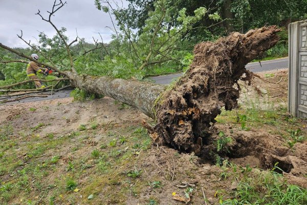 Drzewa wyrwane z korzeniami. Silny wiatr uderzył w powiat grójecki