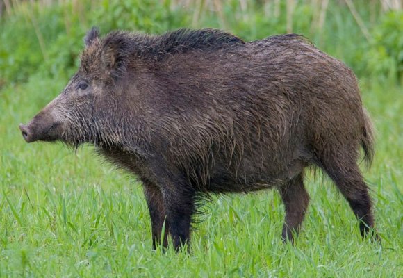 Odstrzał dzików: aktywiści zablokowani przez sadowników