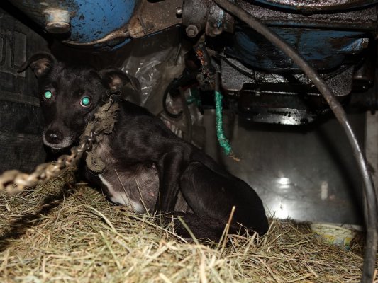 Nowy proces dla oprawcy zwierząt spod Grójca