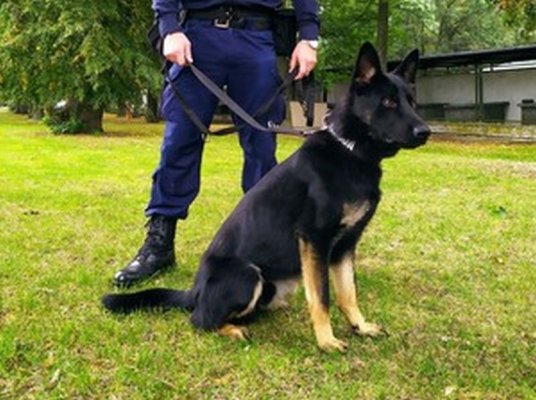 Policyjny pies Rewers z Grójca ma nosa do narkotyków