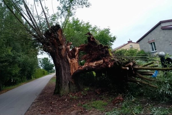 Powalone drzewa, zalane posesje. Skutki nocnych burz w powiecie grójeckim