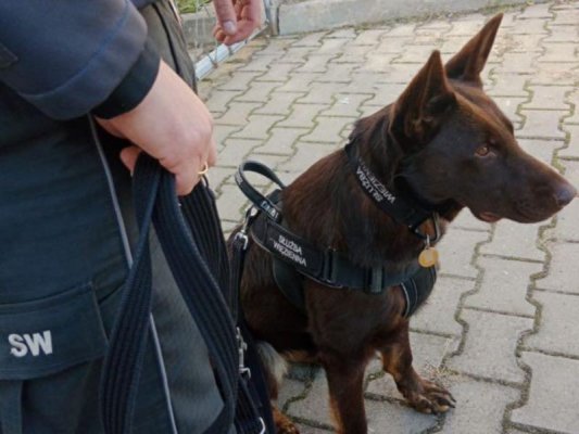 Niobe – pies specjalny Aresztu Śledczego w Grójcu