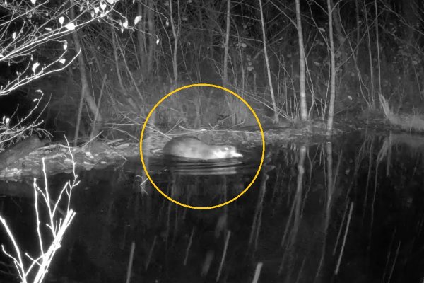  Wyłonił się jak potwór z jeziora! Wyjątkowe nagranie leśników z Grójca [VIDEO]