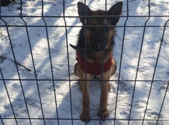 Policjantka przygarnęła psa, którym zaopiekowali się dzielnicowi