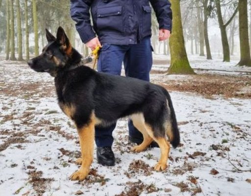 Czworonożna policjantka w grójeckiej komendzie