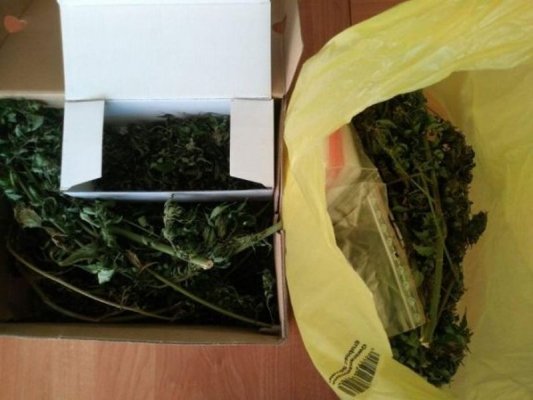 Błędów. 25-latek ukrywał 300 gramów marihuany