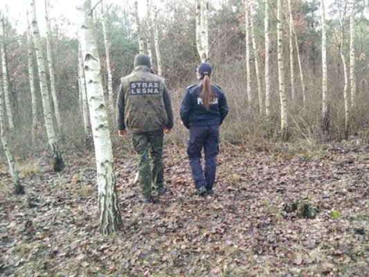 Policja i Straż Leśna ruszyły do walki ze złodziejami stroiszu