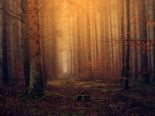 Dwa makabryczne odkrycia w lasach pod Tarczynem