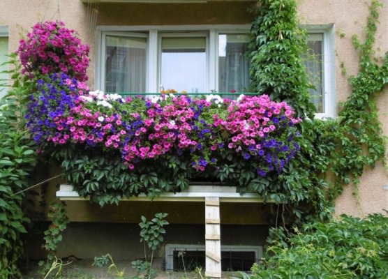 Oto najładniejsze balkony i ogródki w Grójcu