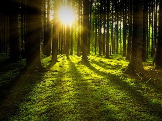 Czy warto zostać leśniczym?