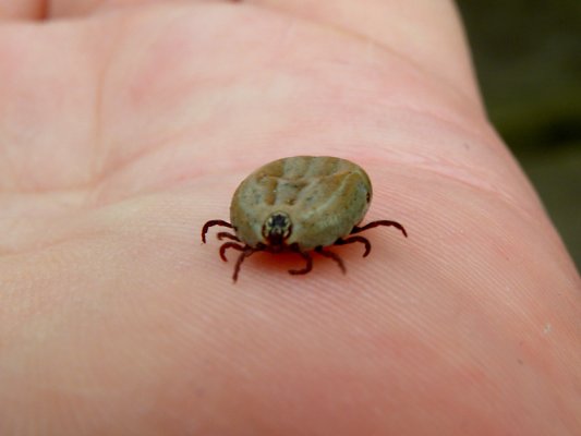 Borelioza, kleszcze oraz cicha epidemia