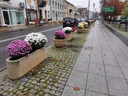 Chryzantemy od lokalnych producentów przystroiły centrum Grójca