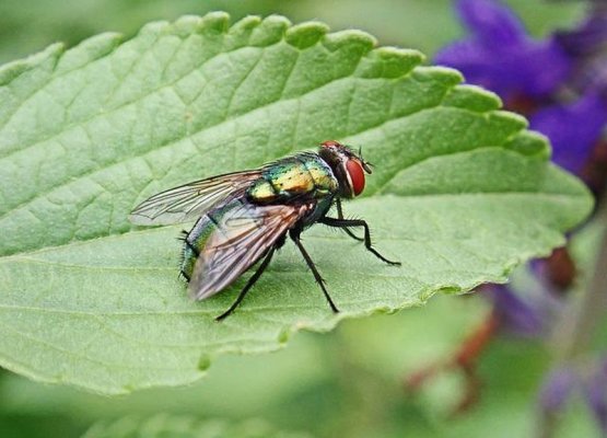 Dezynsekcja i deratyzacja – co warto wiedzieć?