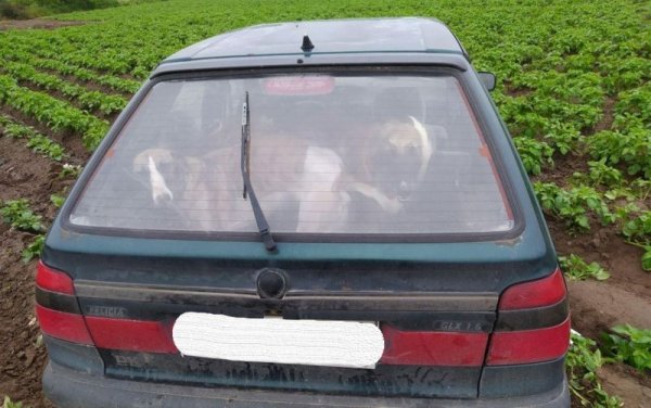 Policjanci zatrzymali kłusowników