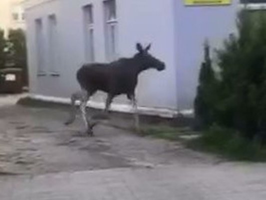 Łoś spacerował po ulicach Grójca