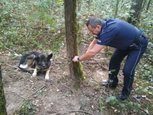 Dzielnicowy z Mogielnicy uratował psa