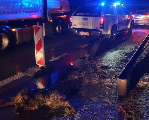 Konający pies. Zareagowała tylko jedna osoba