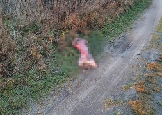 Makabryczne odkrycie pod Grójcem