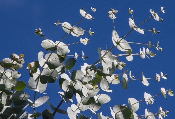 Eukaliptus niebieski. Uprawa i zastosowanie