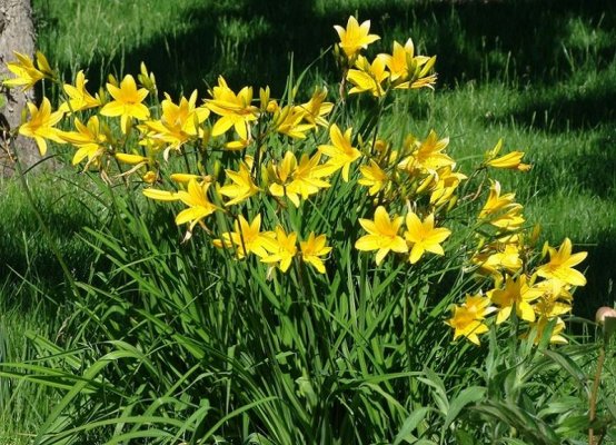 Liliowce, dlaczego warto mieć je w swoim ogrodzie?