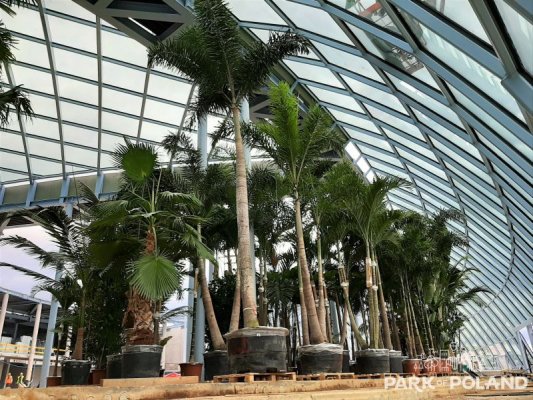 Pierwsze palmy i  bungalowy przyjechały do Park of Poland! 
