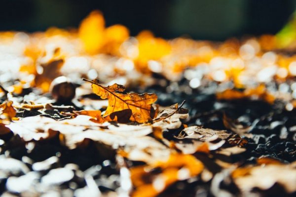 Będzie dodatkowy odbiór odpadów BIO 