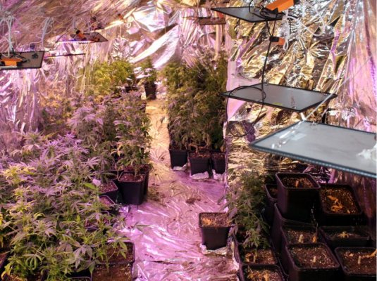 Plantacja w domu jednorodzinnym w Grójcu