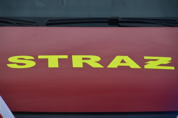 Na S7 samochód osobowy zderzył się z łosiem. Kierowca trafił do szpitala   