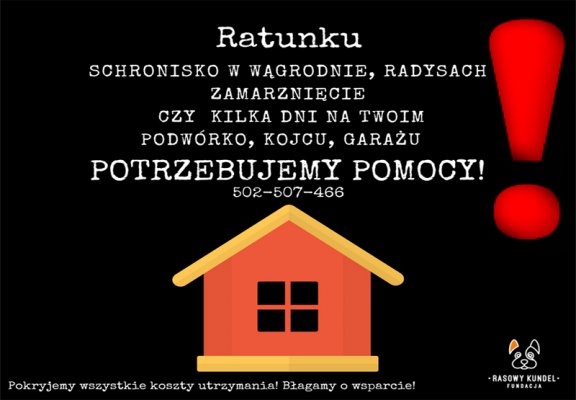 Fundacja Rasowy Kundel apeluje o wsparcie i pomoc podczas mrozów