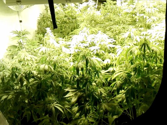 Wpadka plantatora konopi