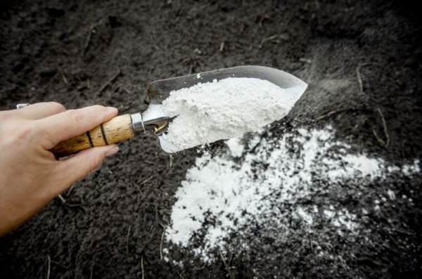 Dolomit – właściwości i zastosowanie w ogrodzie