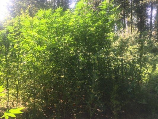 Plantacja konopi indyjskich ukryta w lesie