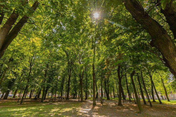 Będzie tężnia solankowa, nowe alejki i urozmaicona zieleń w parku
