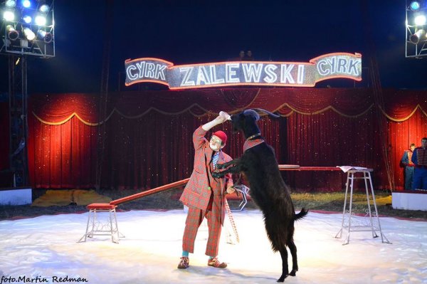 Cyrk Zalewski w Grójcu