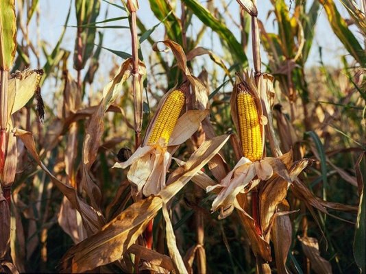 Susza: można składać wnioski o szacowanie szkód