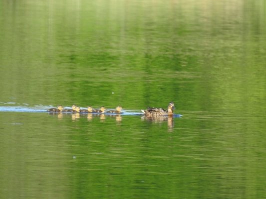 Piknik rodzinny z okazji Dnia Dziecka nad zalewem w Głuchowie
