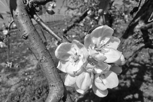 Czarny poniedziałek sadowników z powiatu grójeckiego. A może być jeszcze gorzej