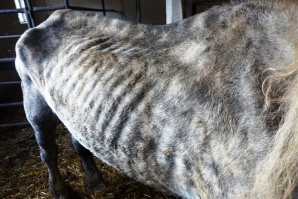 Znęcała się nad końmi, jeden padł - jest wyrok sądu