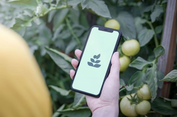 Startup z powiatu grójeckiego chce zrewolucjonizować handel owocami