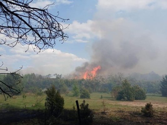 Spłonęło 80 hektarów lasu. Regionala dyrekcja: to było podpalenie
